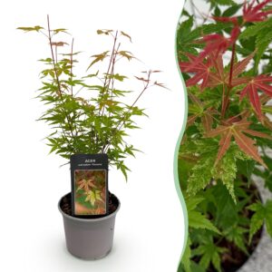 Green Boutiq - Tuinplant - Acer Palmatum Phoenix - Roze - 1 Plant - Bladverliezend - Weinig Onderhoud - Pot 12Cm Hoogte 35Cm