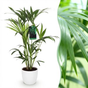 Green Boutiq - Kamerplant - Howea Forsteriana - Kentia Palm - Weinig Onderhoud - Groen - 1 Plant - Met Potter Wit - Pot 19Cm - Hoogte 80-85Cm