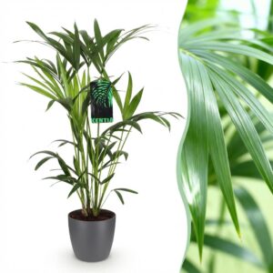 Green Boutiq - Kamerplant - Howea Forsteriana - Kentia Palm - Weinig Onderhoud - Groen - 1 Plant - Met Potter Grijs - Pot 19Cm - Hoogte 80-85Cm