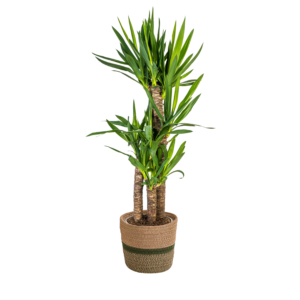 Yucca Elephantipes Met Mand Ø21Cm - ↕90 - 110Cm
