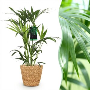 Green Boutiq - Kamerplant - Howea Forsteriana - Kentia Palm - Weinig Onderhoud - Groen - 1 Plant - Met Mand - Pot 19Cm - Hoogte 80-85Cm