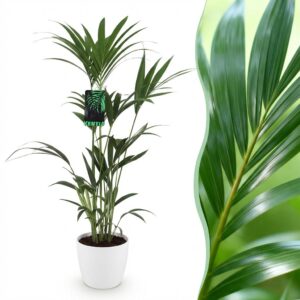 Green Boutiq - Kamerplant - Howea Forsteriana - Kentia Palm - Weinig Onderhoud - Groen - 1 Plant - Met Potter Wit - Pot 21Cm - Hoogte 120-130Cm