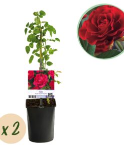 Green Boutiq - Klimroos - Rosa Paul Scarlet Climber - Bloem Rood - Weinig Onderhoud - 2 Planten - Pot 11Cm Hoogte 40Cm