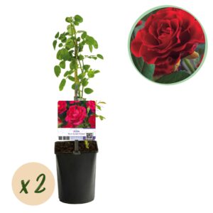 Klimroos 'Paul's Scarlet Climber' (Rosa 'Paul's Scarlet Climber') – pot 11 cm, ±40 cm