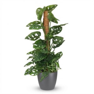 Green Boutiq - Kamerplant - Monkey Mask - Monstera Andansonii Mosstok - Groen - Weinig Onderhoud - 1 Plant - Met Potter Grijs - Pot 19Cm - Hoogte 90Cm