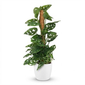 Green Boutiq - Kamerplant - Monkey Mask - Monstera Andansonii Mosstok - Groen - Weinig Onderhoud - 1 Plant - Met Potter Wit - Pot 19Cm - Hoogte 90Cm