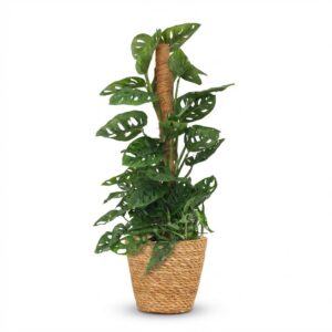 Green Boutiq - Kamerplant - Monkey Mask - Monstera Andansonii Mosstok - Groen - Weinig Onderhoud - 1 Plant - Met Mand - Pot 19Cm - Hoogte 90Cm