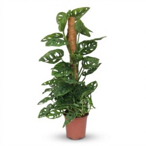 Green Boutiq - Kamerplant - Monkey Mask - Monstera Andansonii Mosstok - Groen - Weinig Onderhoud - 1 Plant - Pot 19Cm - Hoogte 90Cm
