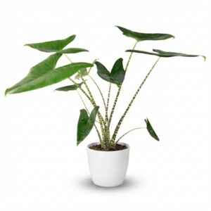 Green Boutiq - Kamerplant - Olifantsoor - Alocasia Zebrina - Groen - Weinig Onderhoud - 1 Plant - Met Potter Wit - Pot 21 Cm - Hoogte 70 - 75Cm
