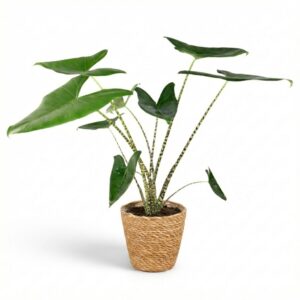 Green Boutiq - Kamerplant - Olifantsoor Zebrina - Alocasia Zebrina - Groen - Weinig Onderhoud - 1 Plant - Met Mand - Pot 21 Cm - Hoogte 70 - 75Cm