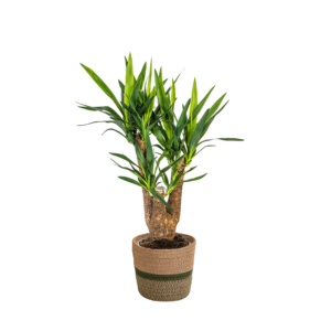Yucca Elephantipes Vertakt Met Mand Ø21Cm - ↕60 - 70Cm