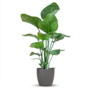 Strelitzia Nicolai Met Potter Pot Grijs - 80Cm - Ø21