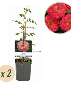 Green Boutiq - Klimroos - Rosa Salmon Queen - Bloem Licht Roze - Weinig Onderhoud - 2 Planten - Pot 11Cm Hoogte 40Cm