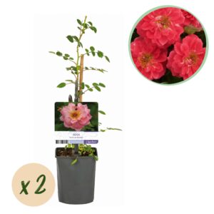 Klimroos Salmon Queen (Rosa 'Salmon Queen') – geurende zalmroze – pot 11 cm, ±40 cm