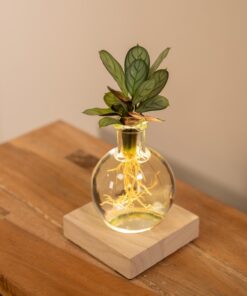 Calathea In Samoa Glas Met Led Verlichting - Ø12Cm - ↕10Cm - Afbeelding 2