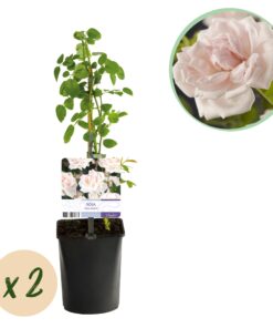 Green Boutiq - Klimroos - Rosa New Dawn - Bloem Licht Roze - Weinig Onderhoud - 2 Planten - Pot 11Cm Hoogte 40Cm