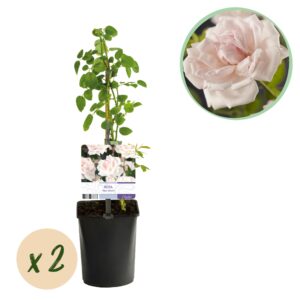 Klimroos 'New Dawn' (Rosa 'New Dawn') – sterk geurende – pot 11 cm, ±40 cm