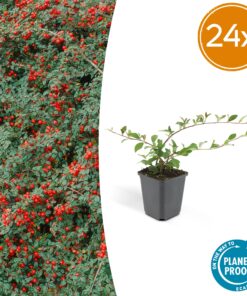 24X Cotoneaster Dammeri - ↕10-25Cm - Ø9Cm