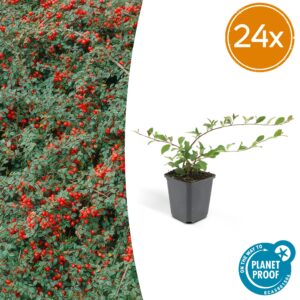Cotoneaster Dammeri bodembedekker – snelle met rode bessen – 10-25 cm