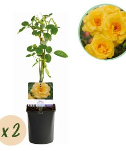 Green Boutiq - Klimroos - Rosa Spring Queen -Bloem  Geel - Weinig Onderhoud - 2 Planten - Pot 11Cm Hoogte 40Cm
