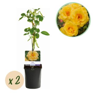Klimroos (Rosa 'Spring Queen') – geurende met langdurige bloei – pot 11 cm, ±40 cm
