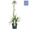 Agapanthus 'Fireworks' – blauw-witte bloembollen met – pot Ø19 cm, ±75 cm hoog