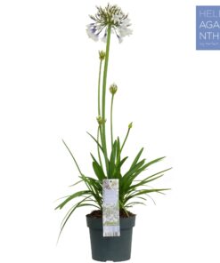 Agapanthus Fireworks - Ø19Cm - ↕75Cm