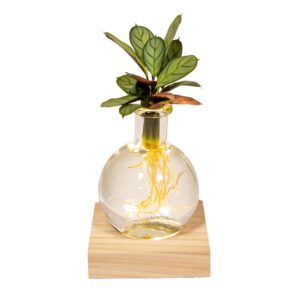 Calathea in Samoa glas met ledverlichting – hydroponisch – ±12 cm