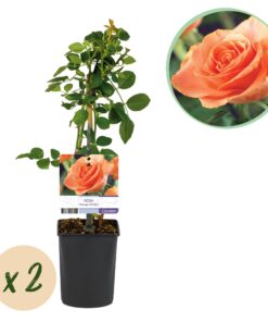 Green Boutiq - Klimroos - Rosa Orange Climber - Bloem Oranje - Weinig Onderhoud - 2 Planten - Pot 11Cm Hoogte 40Cm