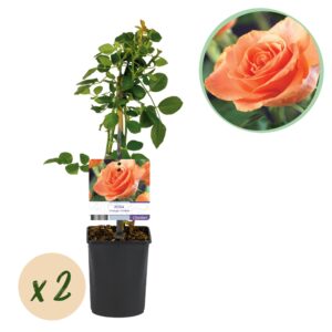 Klimroos oranje (Rosa 'Orange Climber') – levendige voor muur – pot 11 cm, ±40 cm