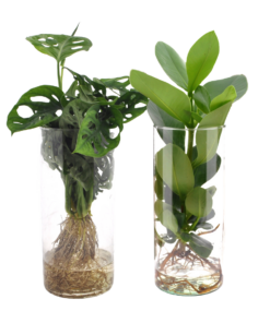 Cylinder Glas Duo Monstera/Clusia - 2 Stuks - Ø12Cm - ↕25-40Cm