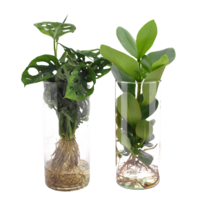 Cylinder Glas Duo Monstera/Clusia – hydroponische kamerplanten – 2 stuks, 25-40 cm