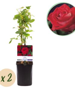 Green Boutiq - Klimroos - Rosa Red Climber - Bloem Rood - Weinig Onderhoud - 2 Planten - Pot 11Cm Hoogte 40Cm
