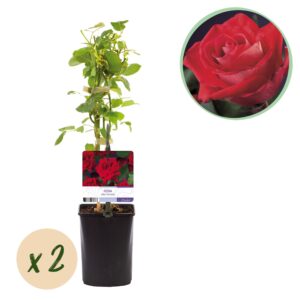 Klimroos rood (Rosa 'Red Climber') – geurende met dieprode bloemen – pot 11 cm, ±40 cm