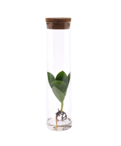 Clusia In Tube Glas - Ø5Cm - ↕15Cm