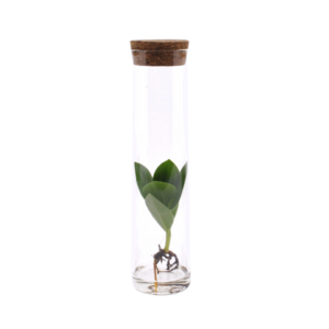 Clusia in buisglas – compacte waterplant in decoratief – ±5 cm