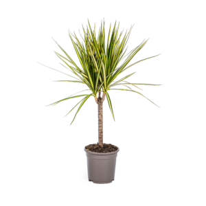 Dracaena Marginata Sunray Ø17Cm - ↕60 - 80Cm