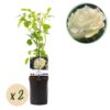 Green Boutiq - Klimroos - Rosa White Climber - Bloem Wit - Weinig Onderhoud - 2 Planten - Pot 11Cm Hoogte 40Cm