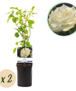 Green Boutiq - Klimroos - Rosa White Climber - Bloem Wit - Weinig Onderhoud - 2 Planten - Pot 11Cm Hoogte 40Cm