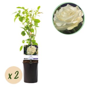 Klimroos wit (Rosa 'White Climber') – geurende witte – pot 11 cm, ±40 cm