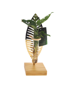 Mother's Day - Kamerplanten Mix In Verona Glas - Ø7Cm - ↕10Cm - 1 Stuk