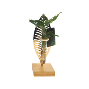 Kamerplanten Mix in Verona Glas – hydrocultuur in decoratief – 1 stuks, ±7 cm