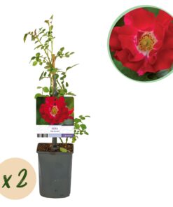 Green Boutiq - Klimroos - Rosa Red Queen - Bloem Rood - Weinig Onderhoud - 2 Planten - Pot 11Cm Hoogte 40Cm