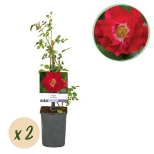 Klimroos Red Queen (Rosa 'Red Queen') – dieprode met intense geur – pot 11 cm, ±40 cm