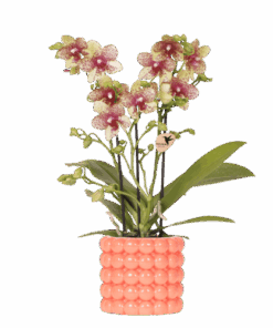Kolibri Orchids | Oranje Orchidee Grosetto Met Poppy Sierpot Oranje– Potmaat Ø9 Cm – Vers Van De Kweker