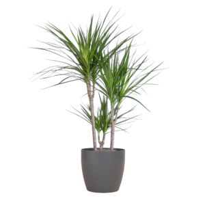 Dracaena Marginata Met Potter Pot Grijs - 95Cm - Ø21