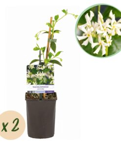 Green Boutiq - Toscaanse Jasmijn - Trachelospermum Jasminoides - Bloem Wit - Groenblijvend  - 2 Planten - Pot 11Cm Hoogte 40Cm