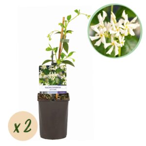 Toscaanse Jasmijn (Trachelospermum jasminoides) – geurende – pot 11 cm, ±40 cm