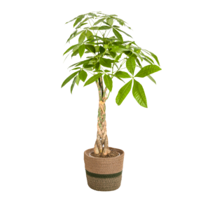 Pachira Aquatica Met Mand Ø21Cm - ↕90 - 110Cm