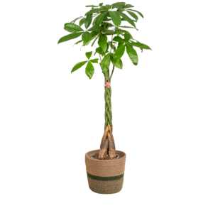 Pachira Aquatica Met Mand Ø24Cm - ↕120 - 140Cm